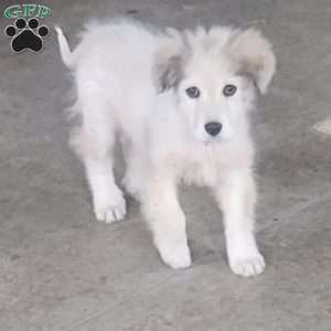 Jonah, Saint Bernard Mix Puppy